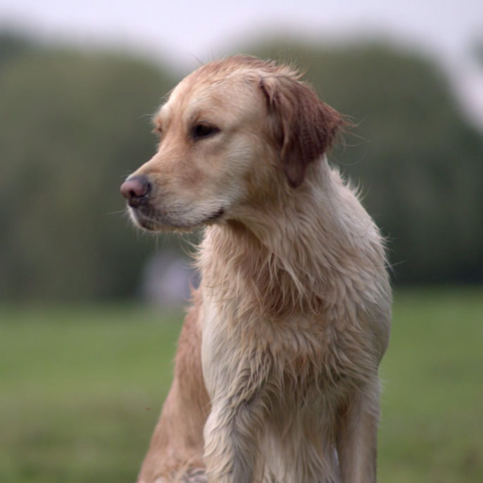 Royal Canin Dog Fitness - Herzbergmedia